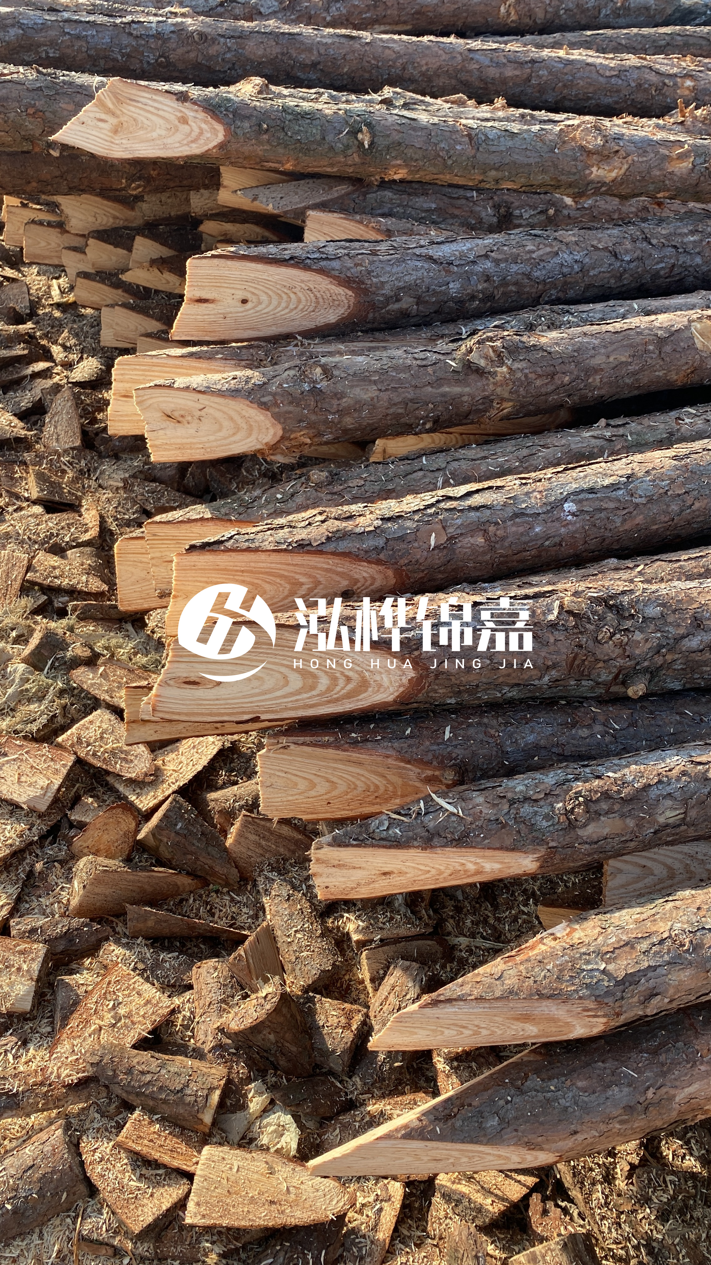 松木樁怎么分辨好壞？學(xué)會(huì)這幾招，輕松分辨松木樁好壞不踩雷！